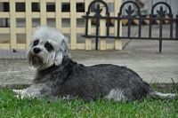Tinkerbelle