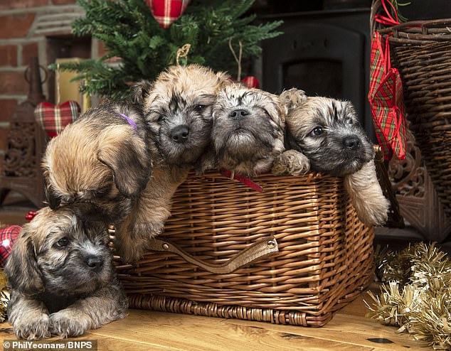 Five pups